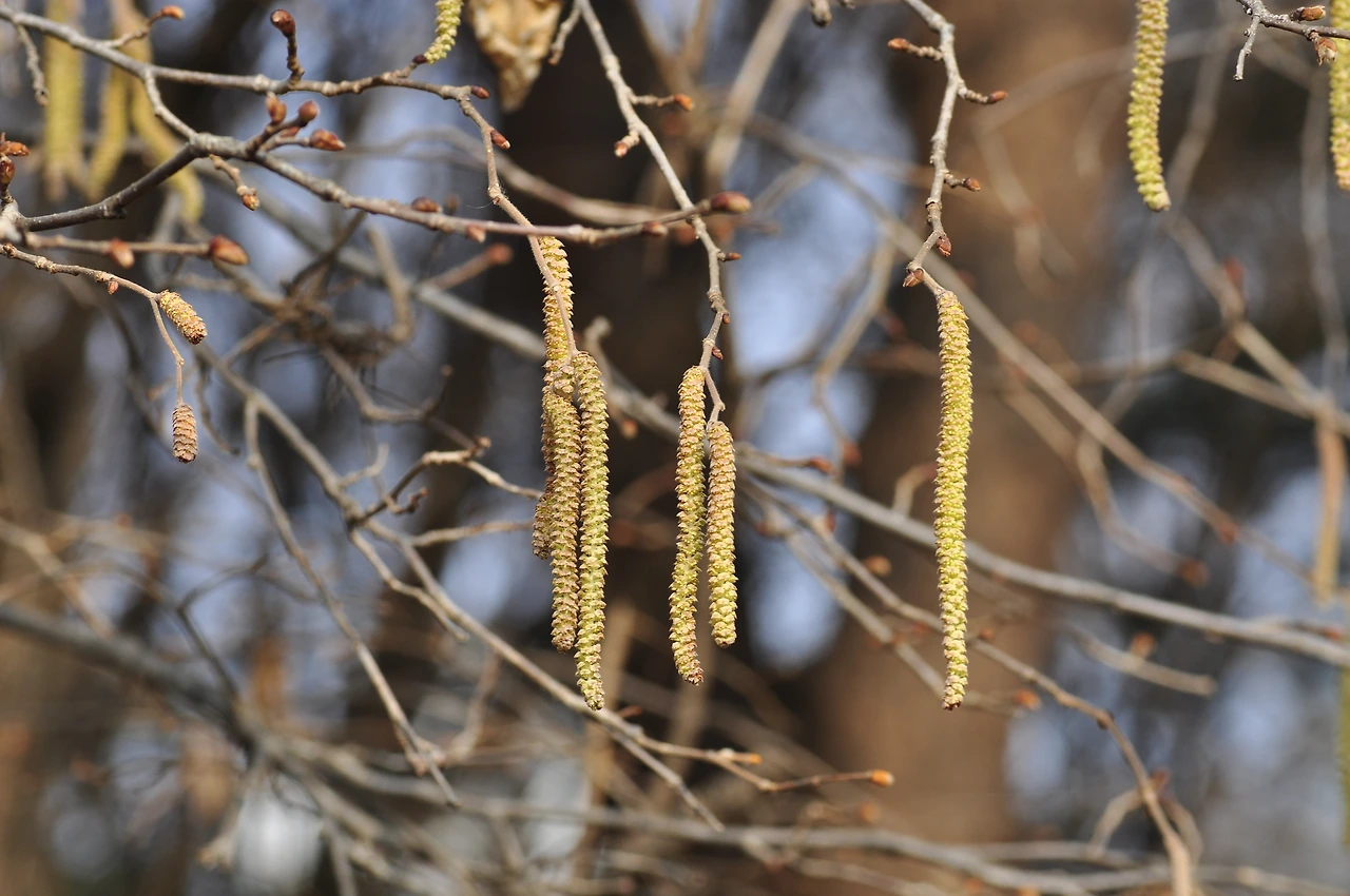 개암나무 (3).JPG