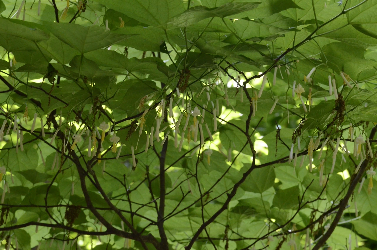 박쥐나무 (10).JPG