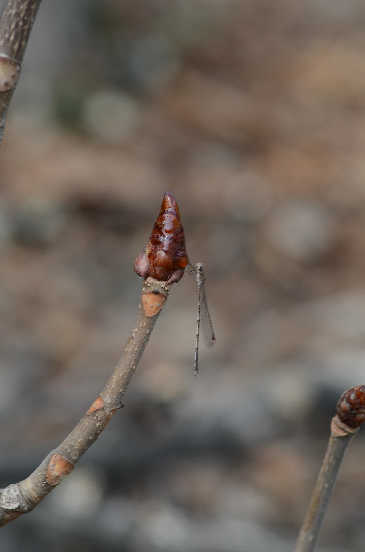 칠엽수와 실잠자리 (3).JPG