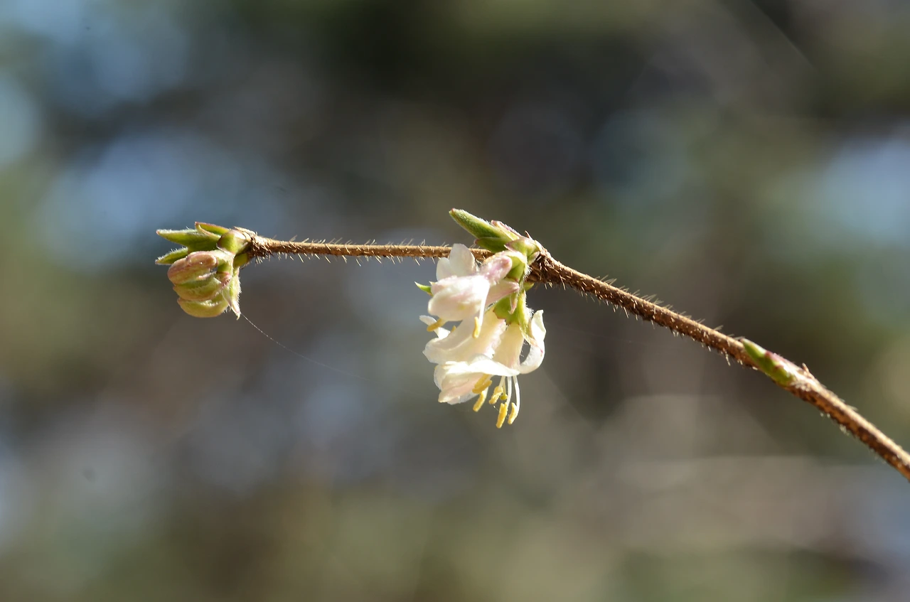 홍괴불나무 (2).JPG