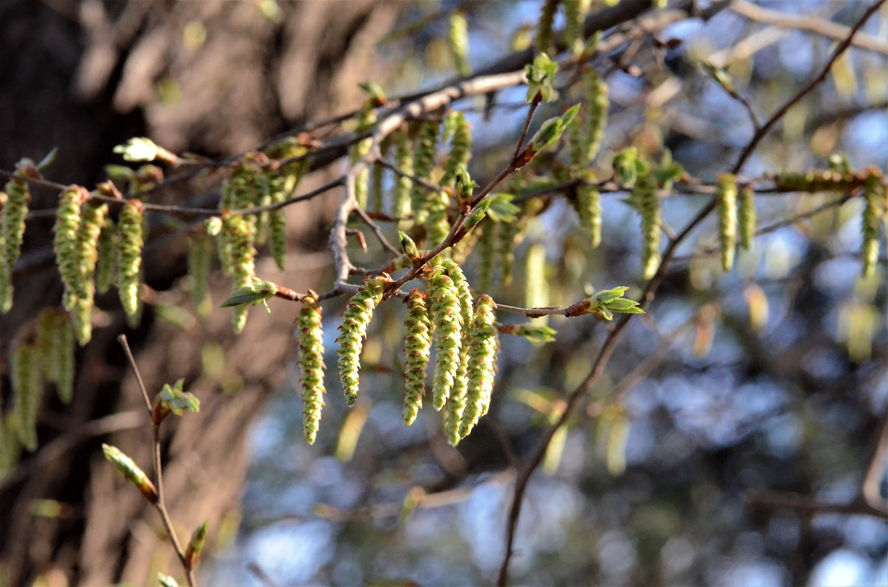 개서어나무 (6).JPG