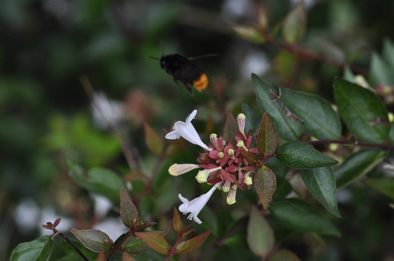 꽃댕강나무 (5).JPG