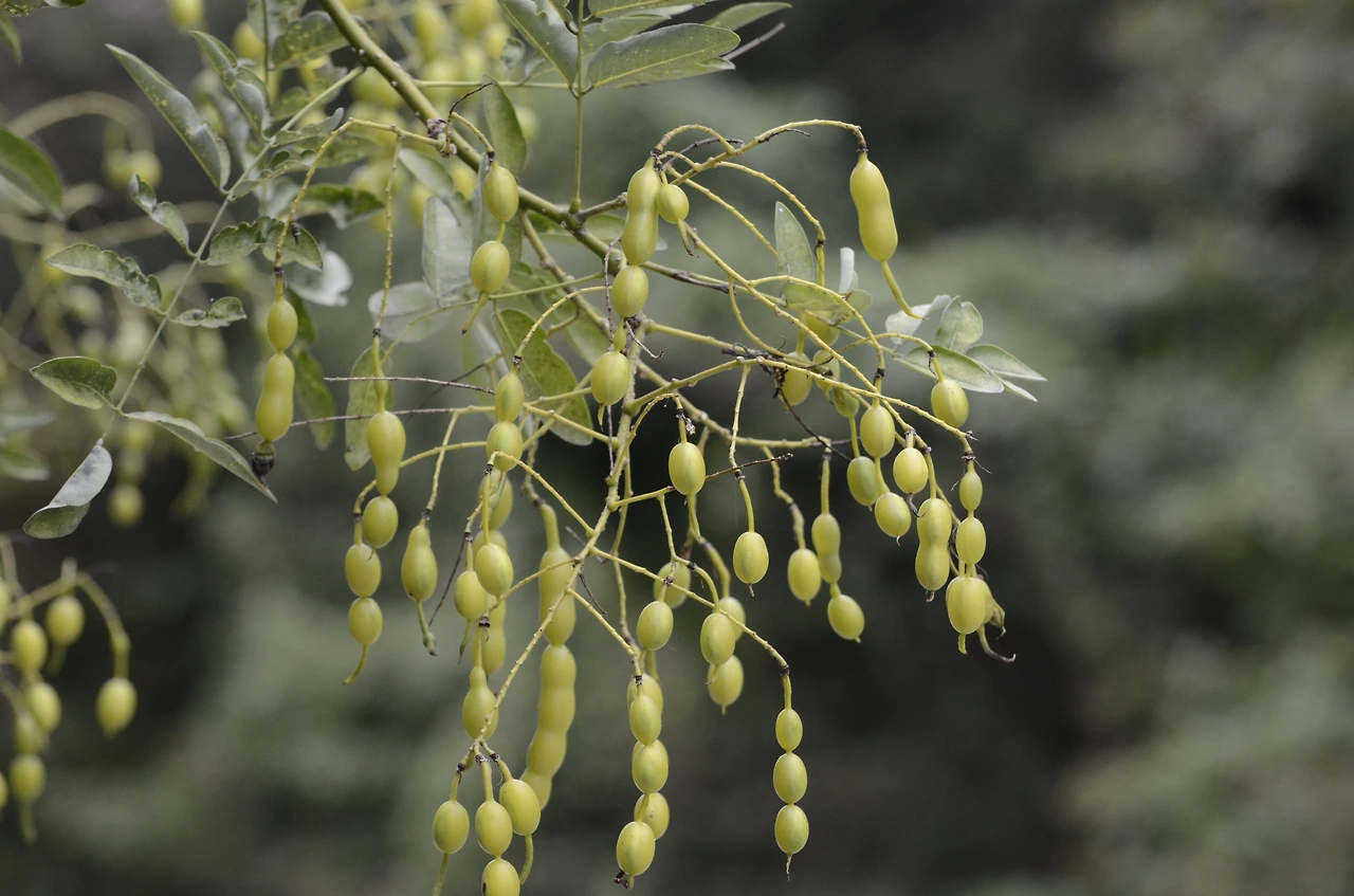 회화나무 (13).JPG