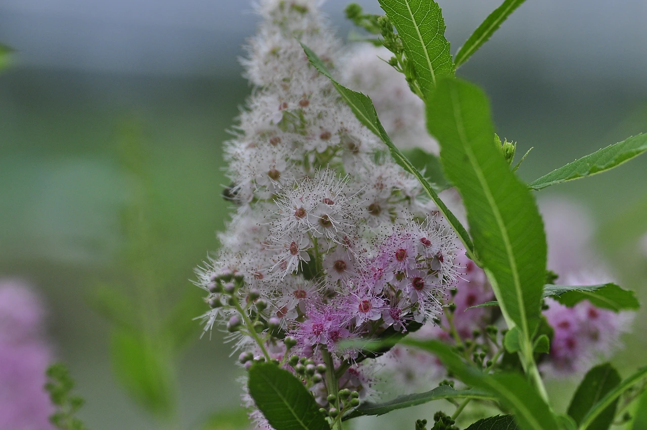 꼬리조팝나무 (3).JPG