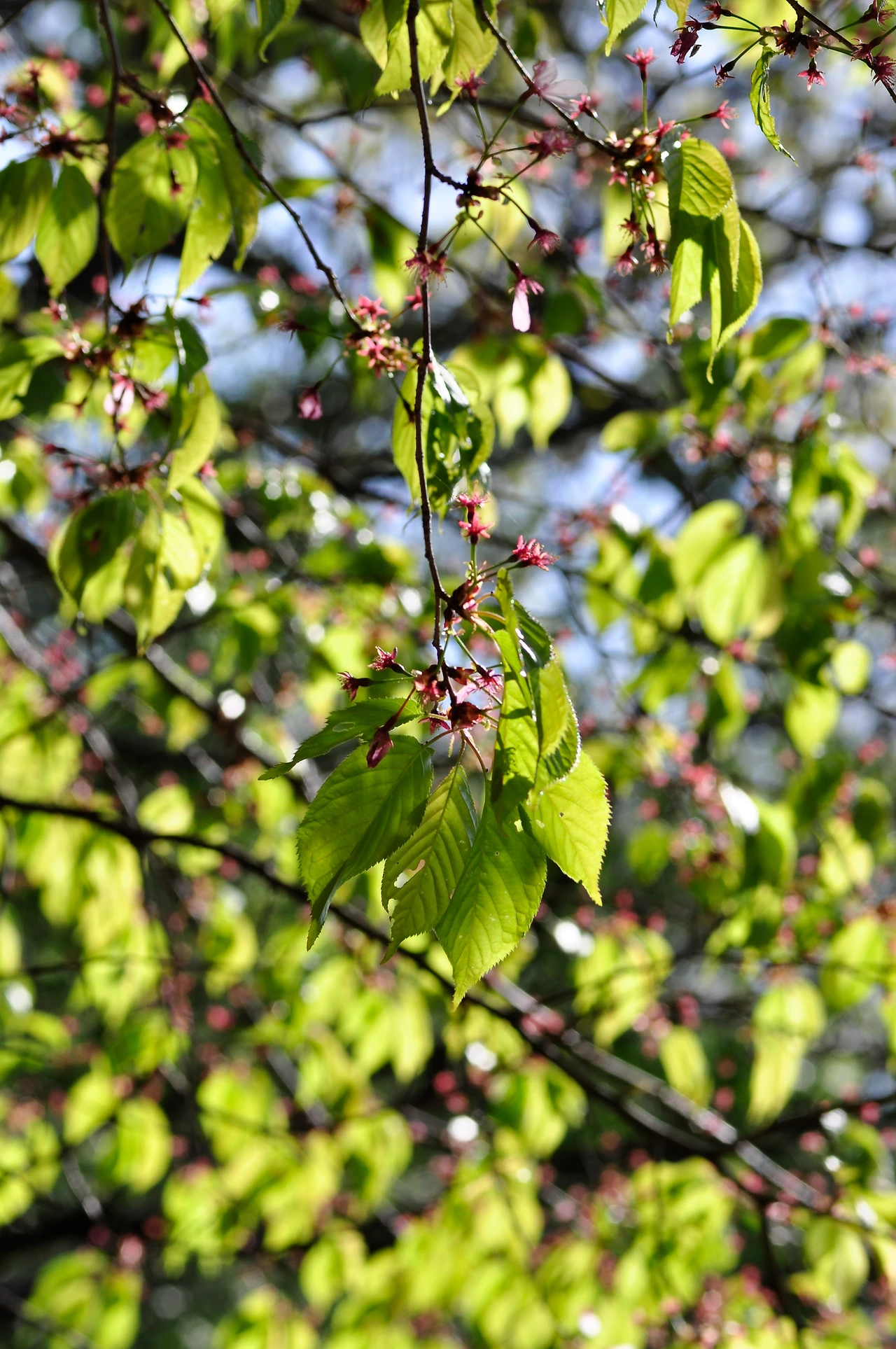 단풍나무 (2).JPG