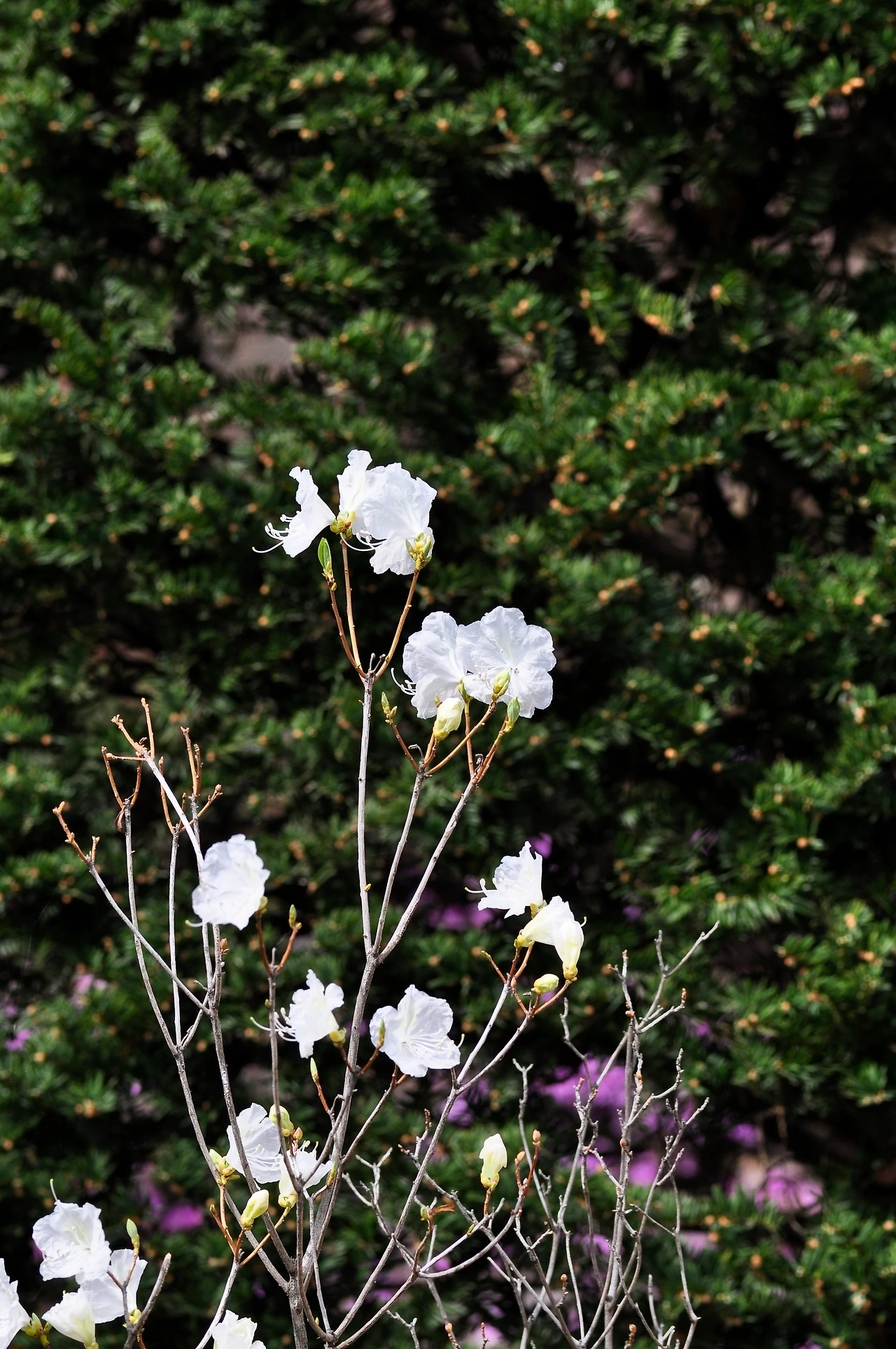 흰진달래 (4).JPG