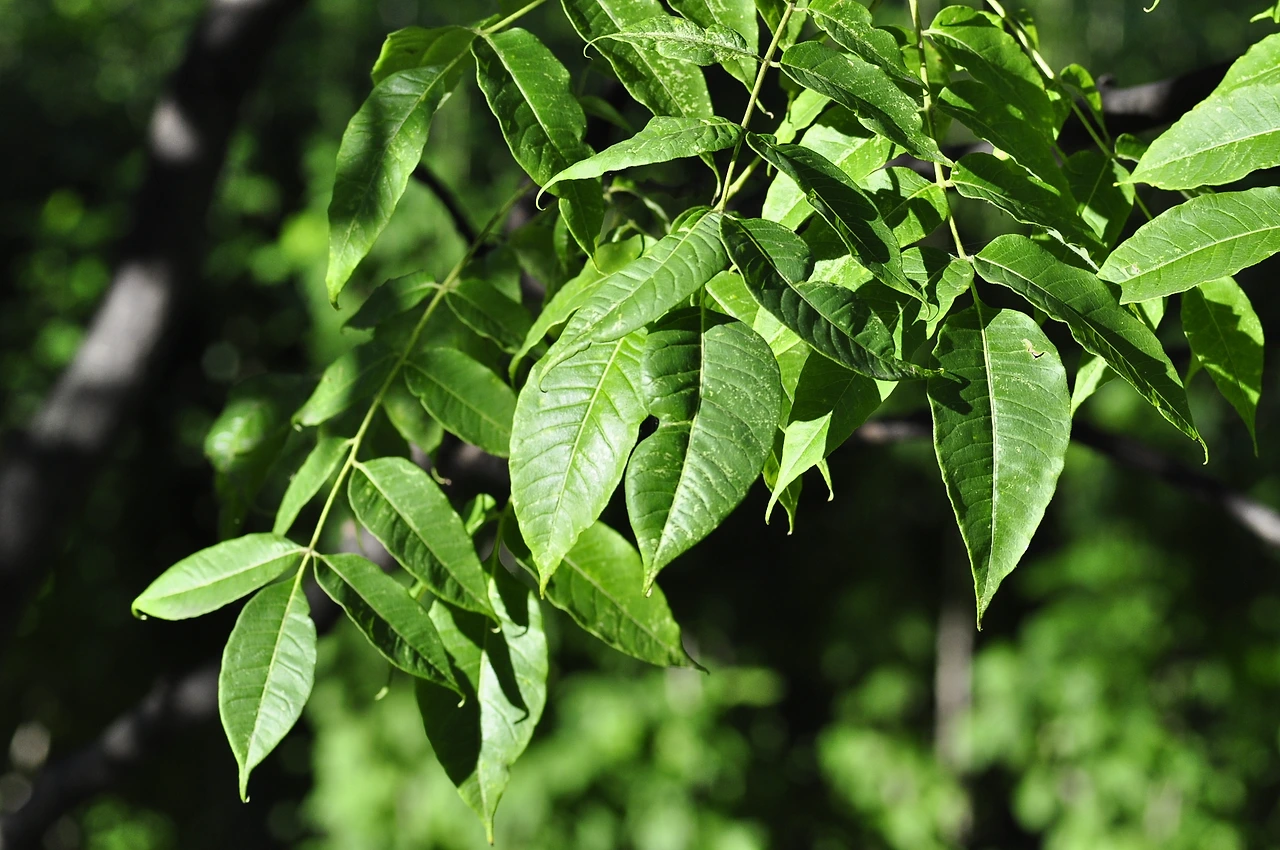 황벽나무 (3).JPG