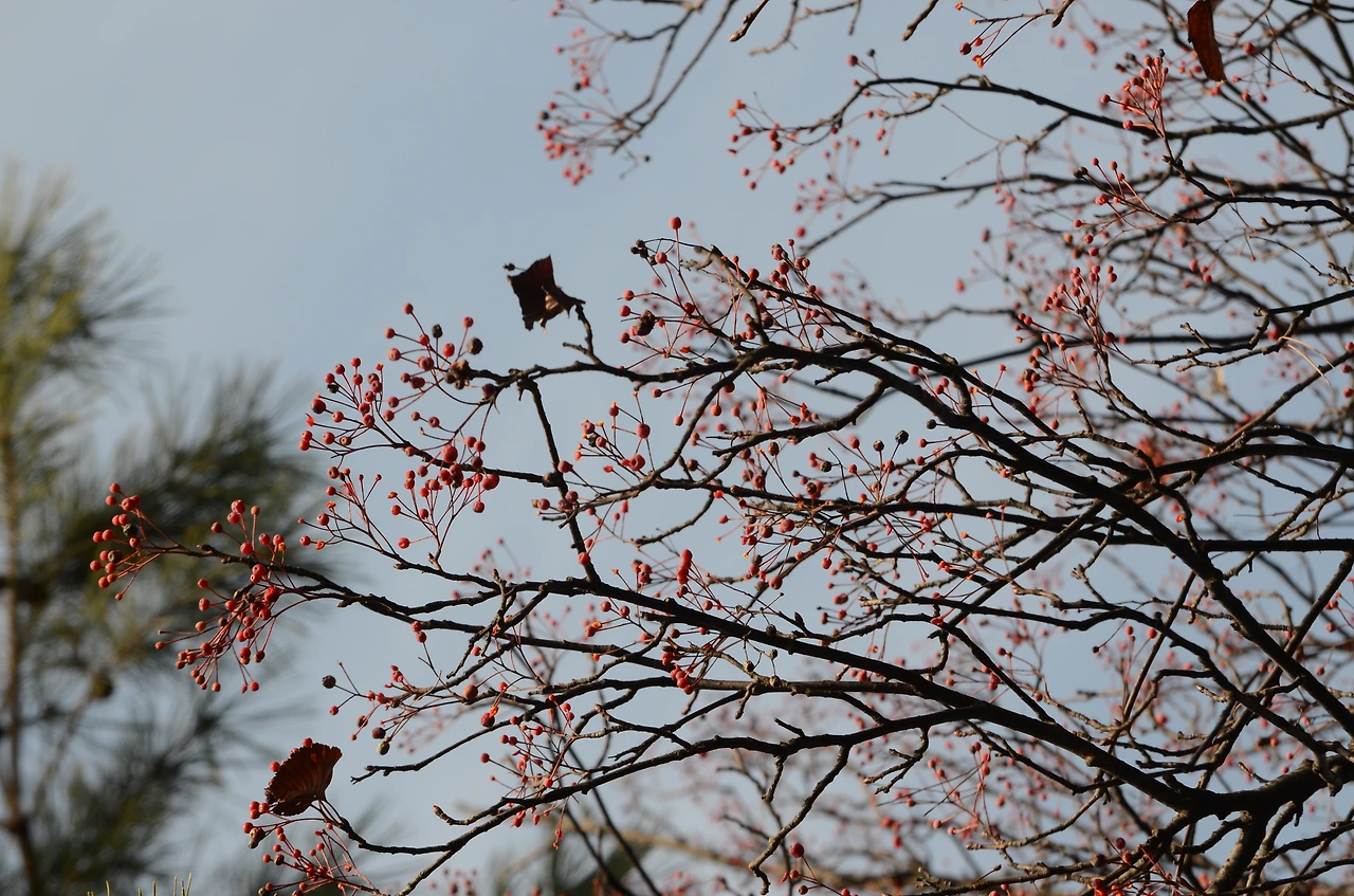 팥배나무 (3).JPG