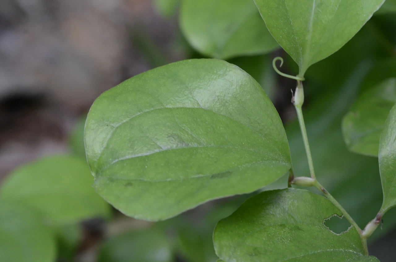 청미래덩굴 (3).JPG