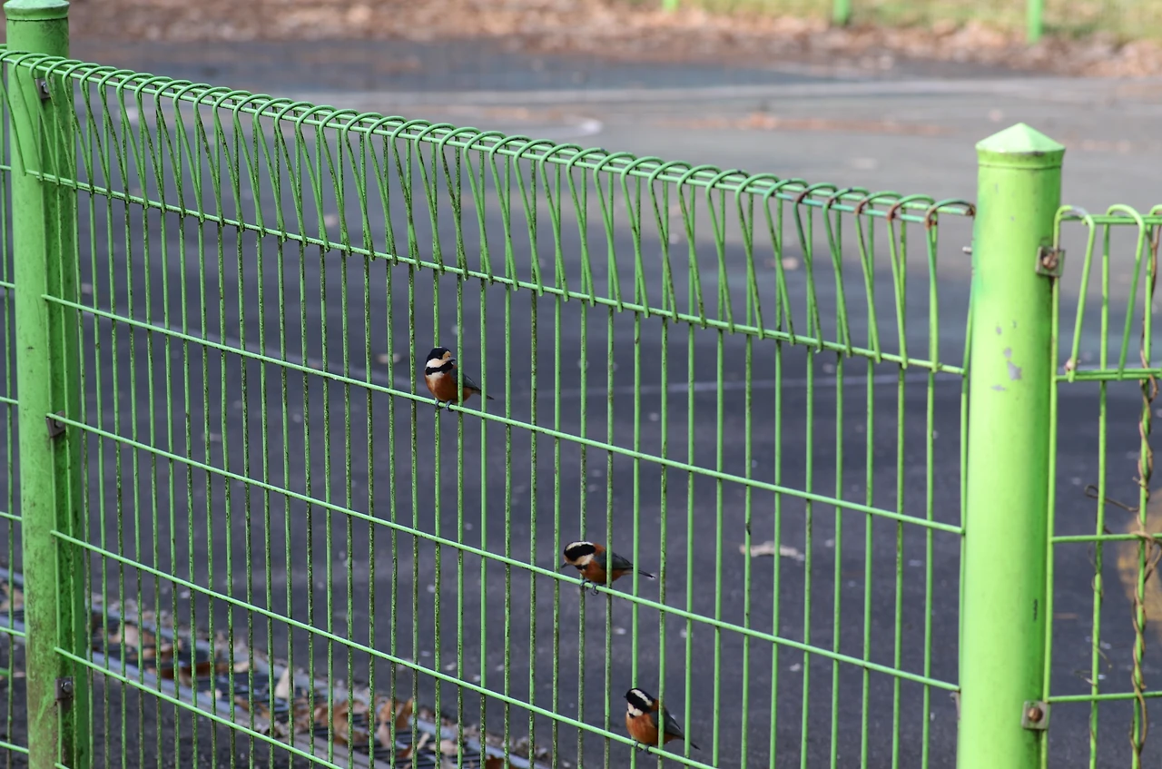 곤줄박이 (4).JPG