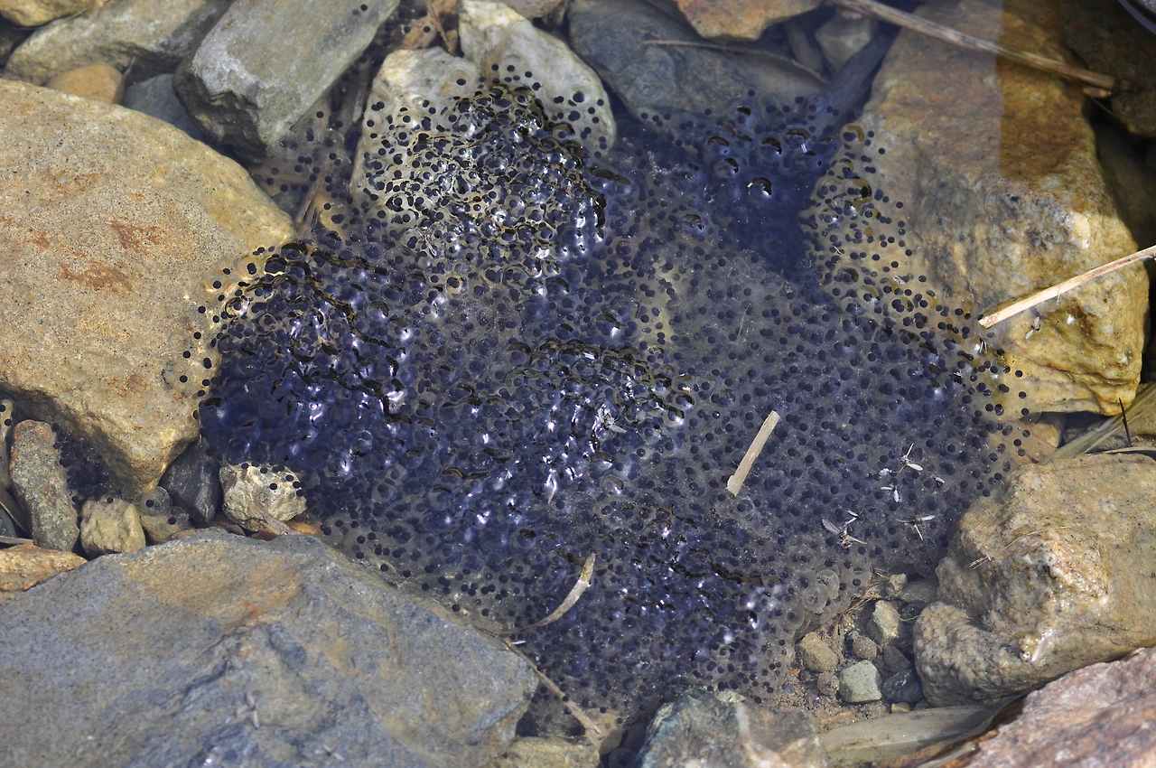 개구리알 (2).JPG