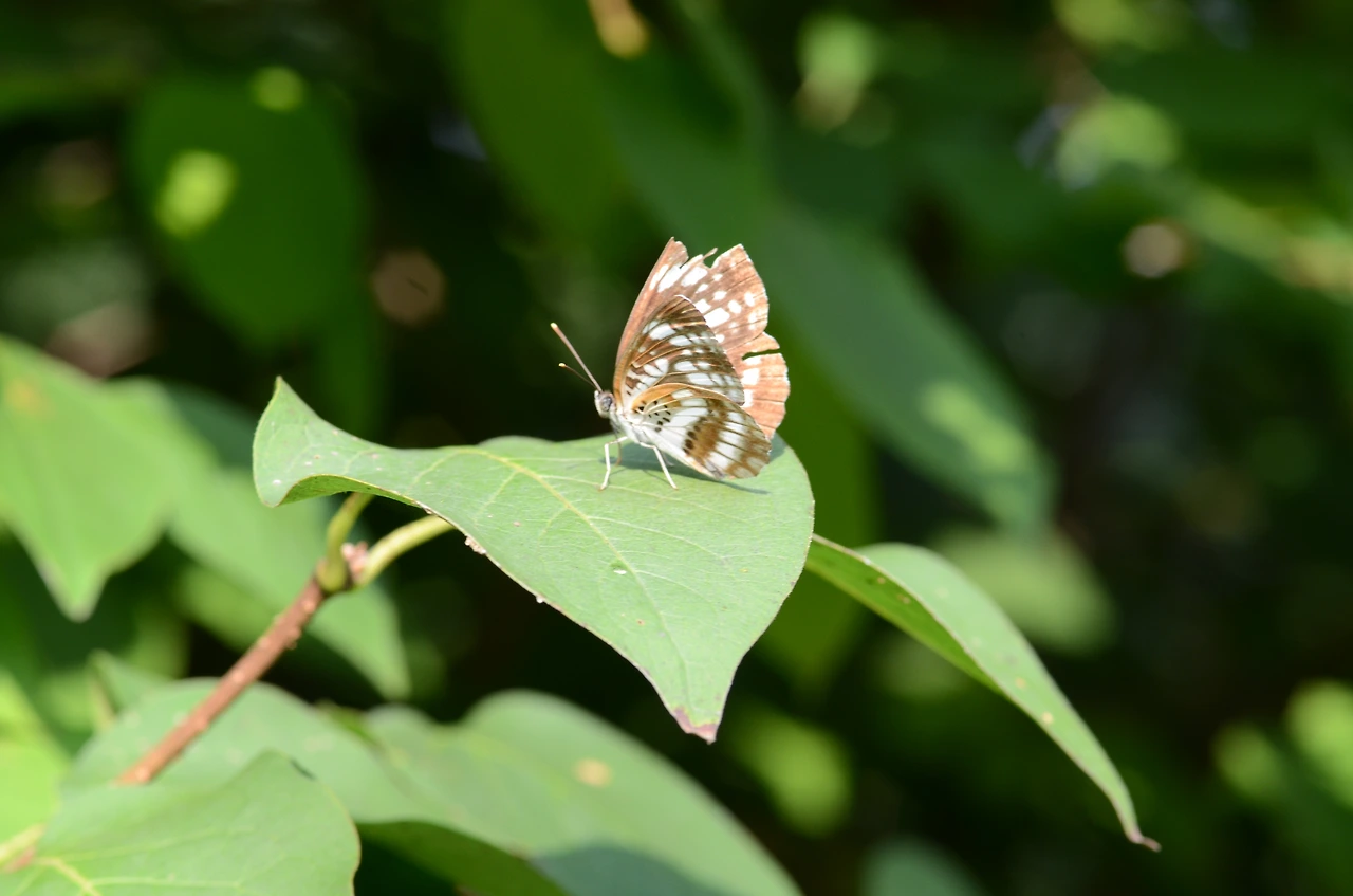 별박이세줄나비 (3).JPG
