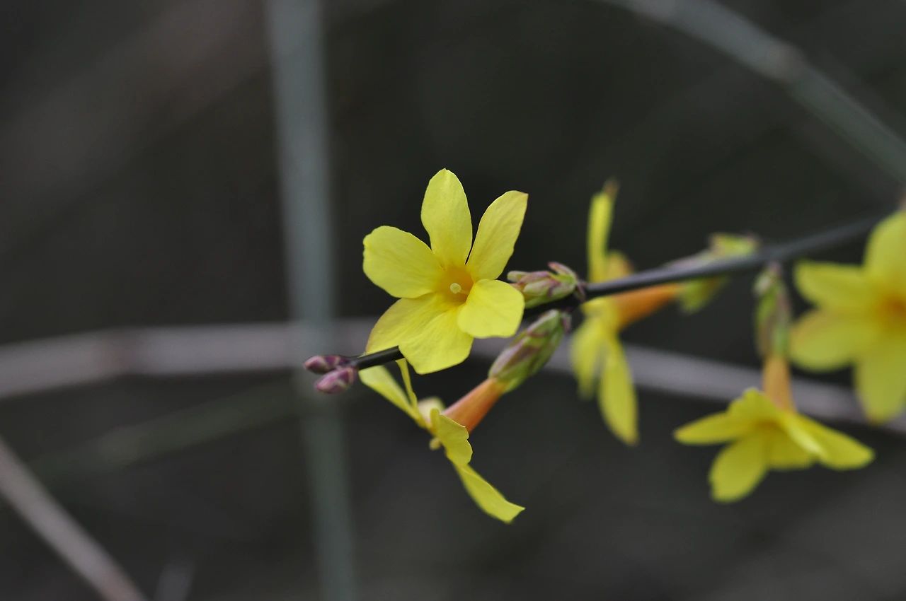 영춘화_꽃 (2).JPG