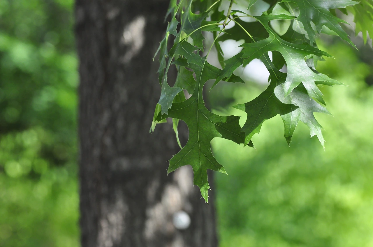 대왕참나무 (2).JPG