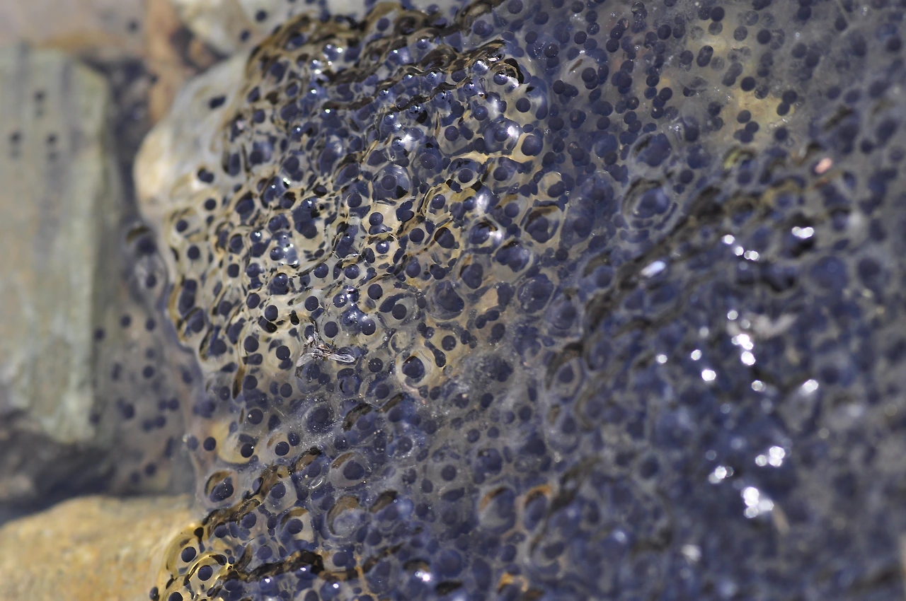 개구리알 (4).JPG