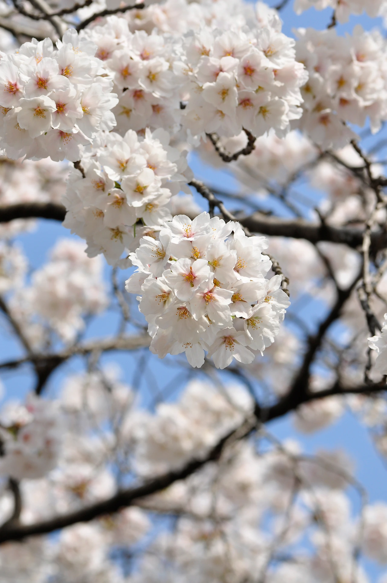 왕벚나무 (28).JPG