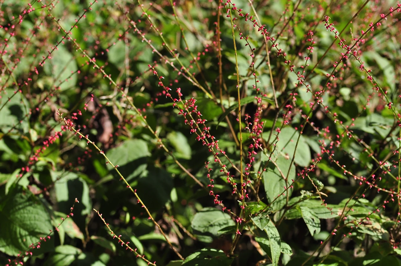 이삭여뀌 (4).JPG