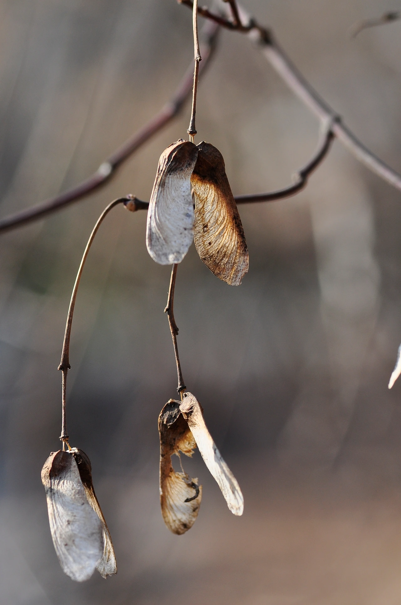 단풍나무 (4).JPG