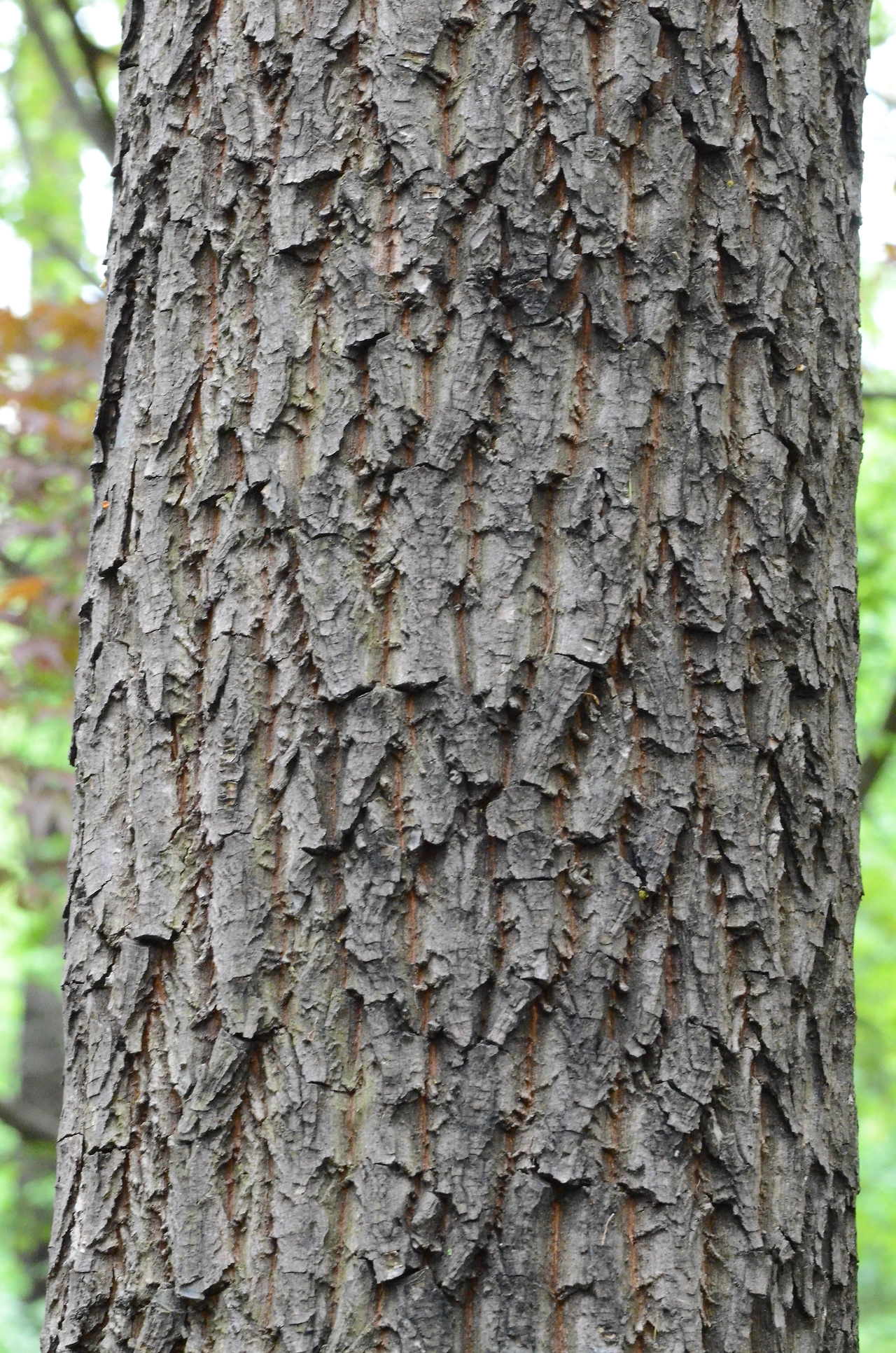 은종나무 (5).JPG