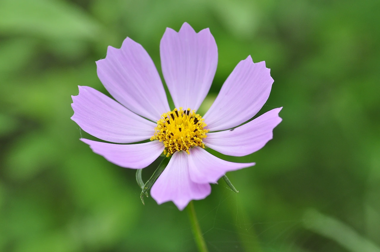 코스모스 (5).JPG