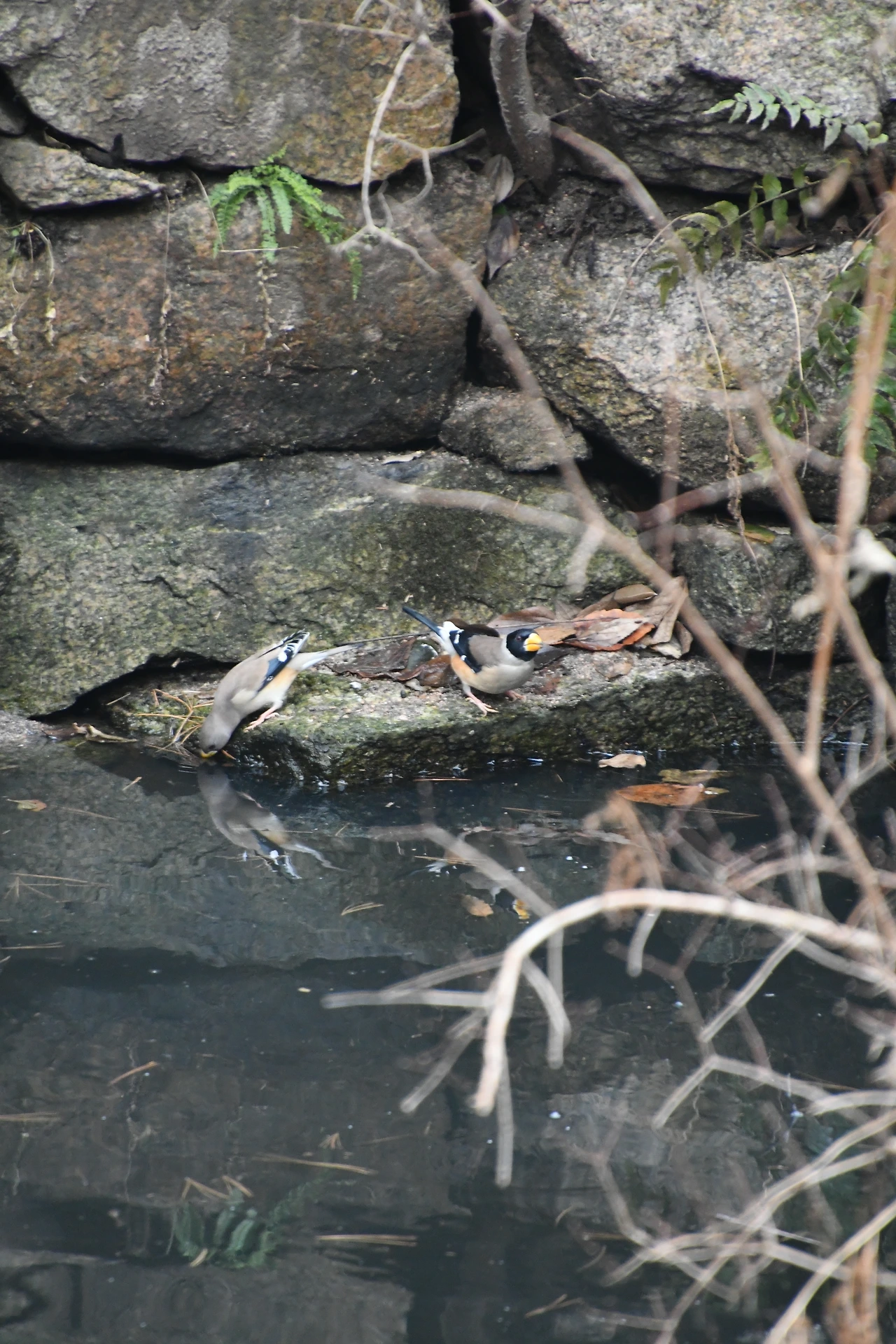 밀화부리 (5).JPG