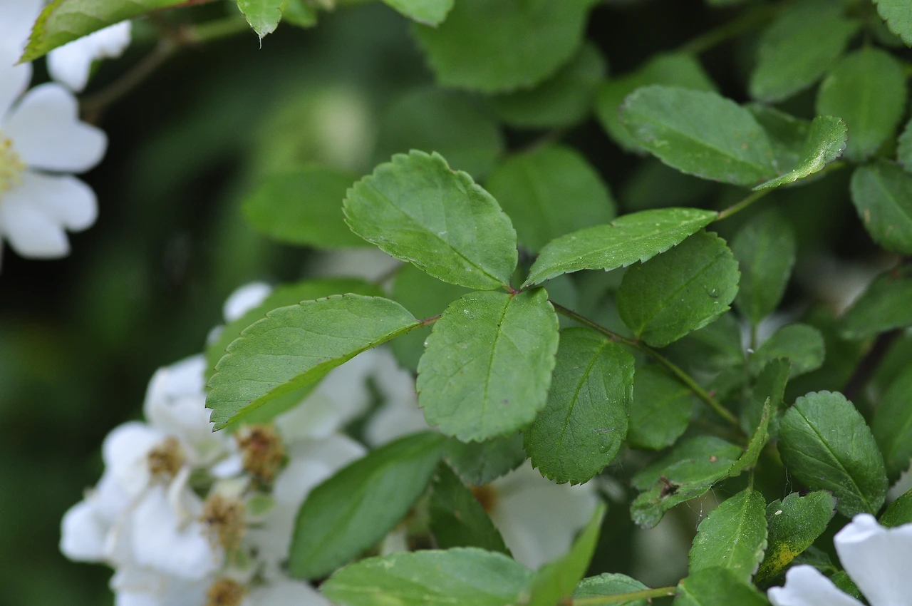 찔레나무 (2).JPG