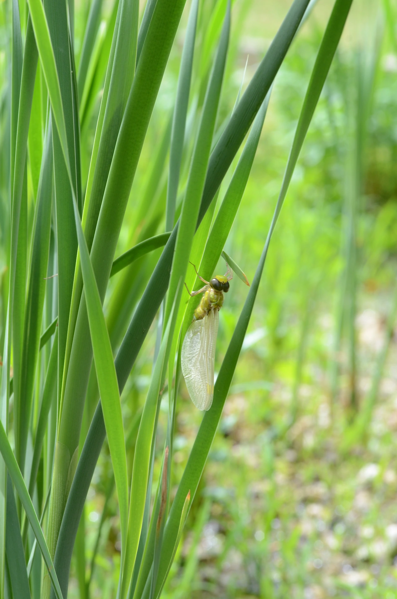 먹줄왕잠자리 (11).JPG