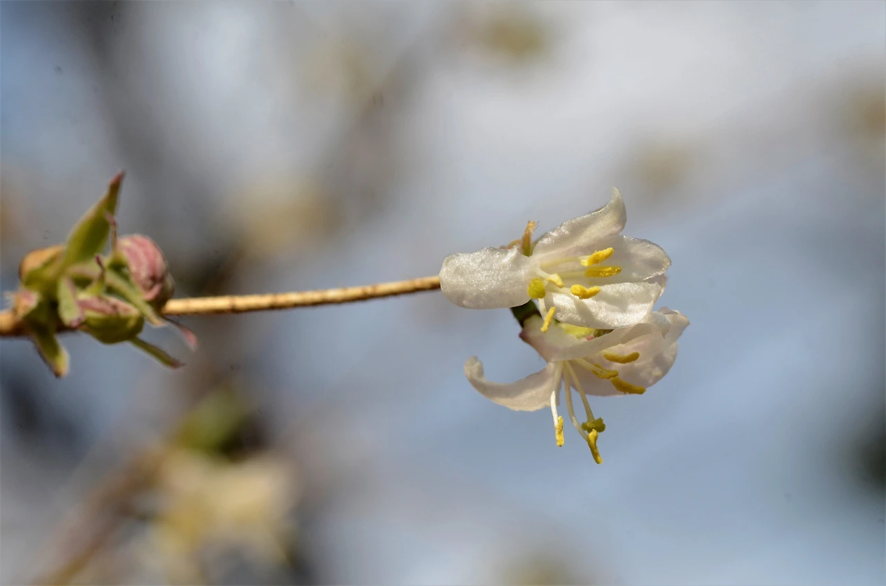 산괴불나무 (5).JPG