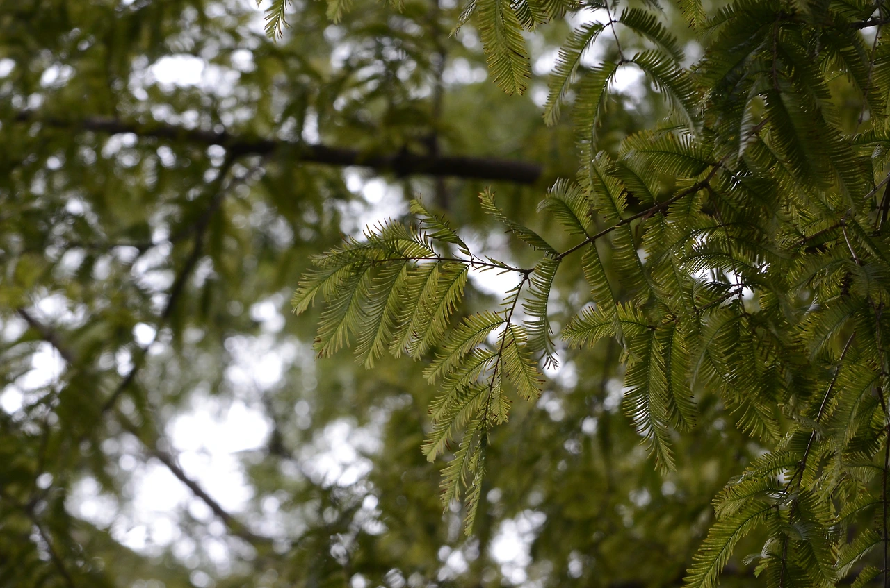 메타세쿼이아 (6).JPG