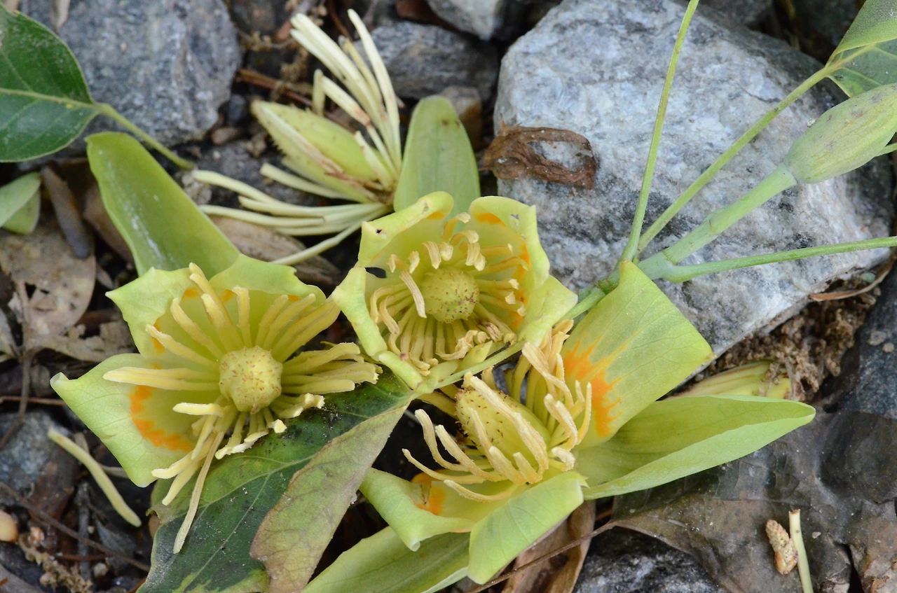 백합나무 (13).JPG