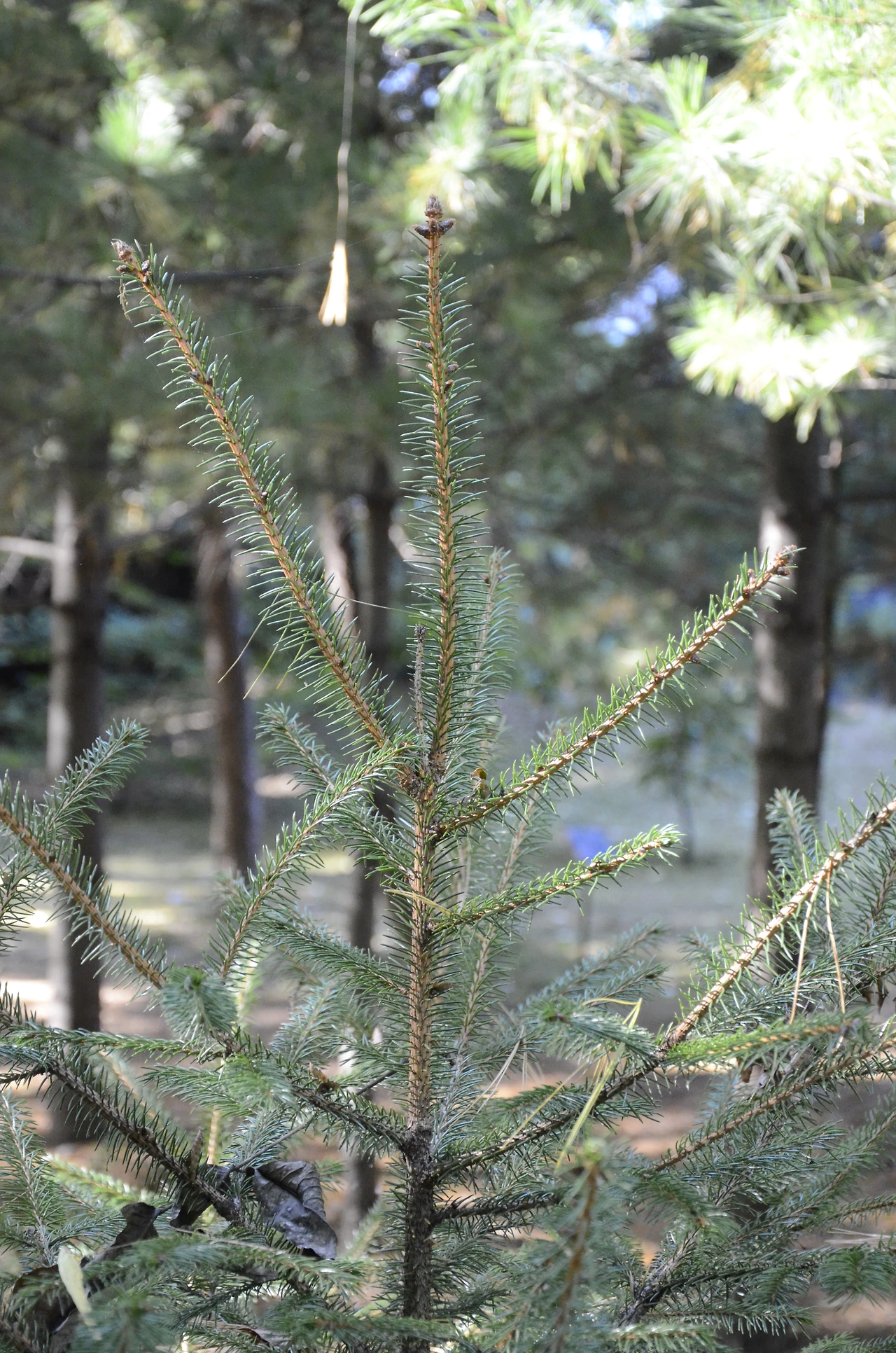 종비나무 (4).JPG