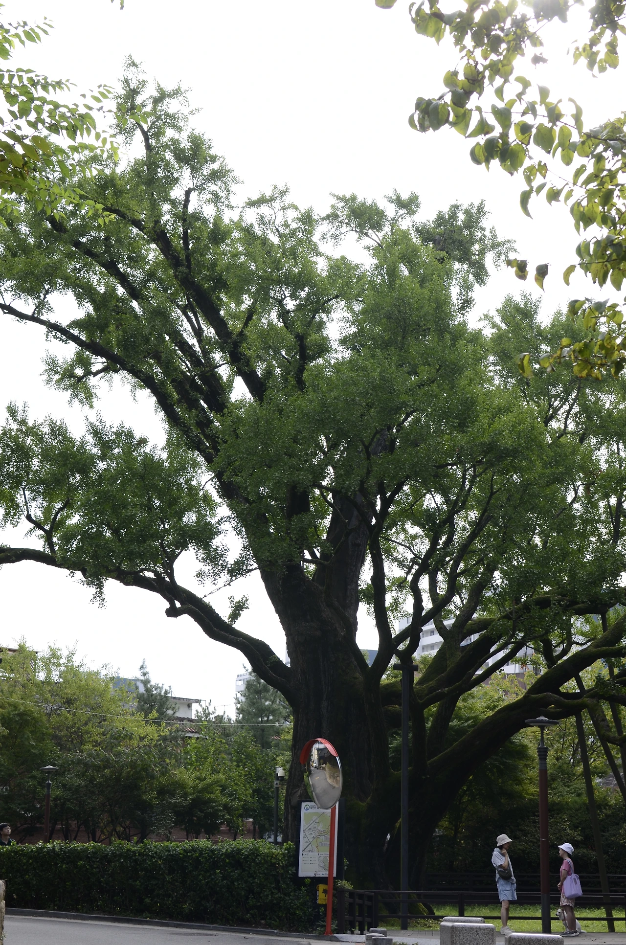21코스(은행나무).JPG