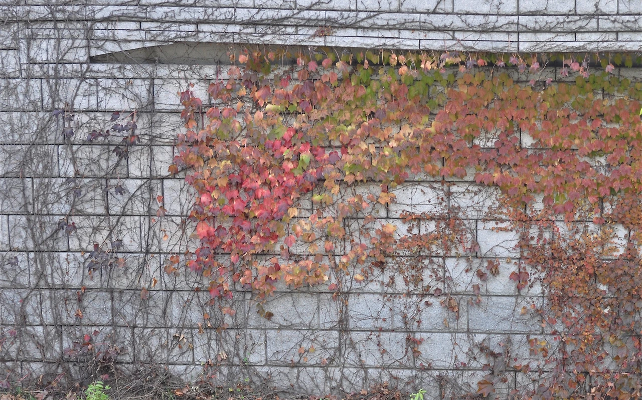 담쟁이덩굴 (4).JPG