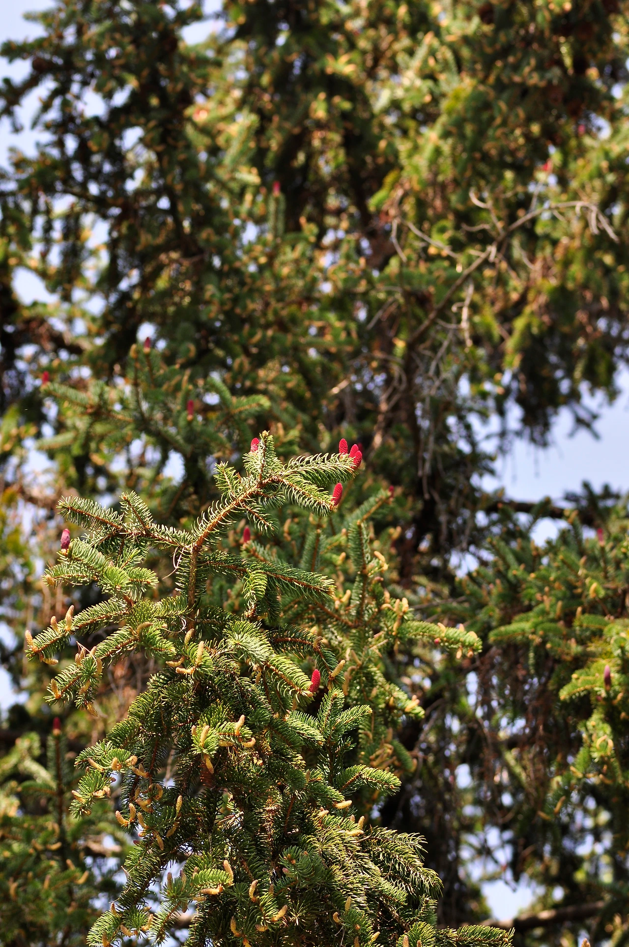 종비나무 (3).JPG