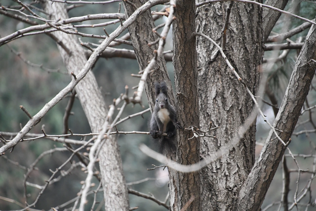 청솔모 (5).JPG