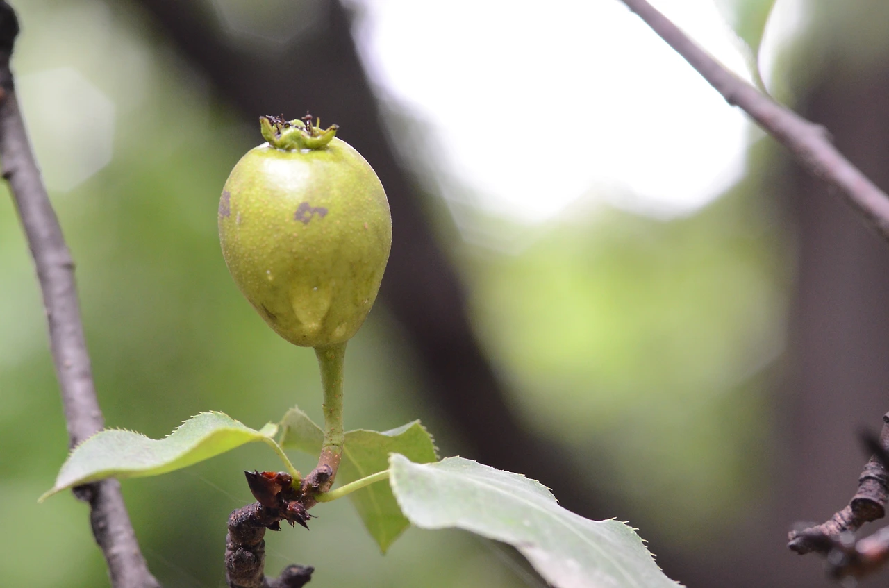 문배나무 (4).JPG