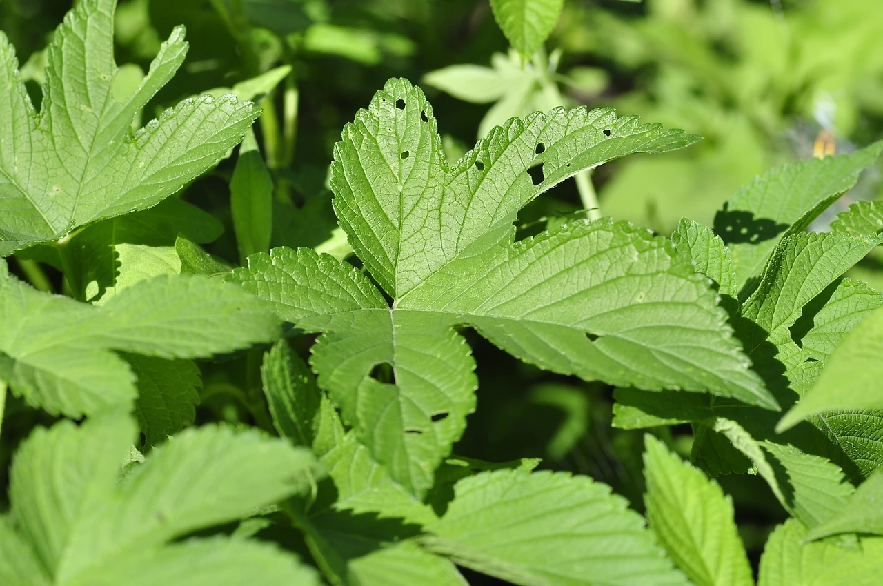 환삼덩굴 (3).JPG