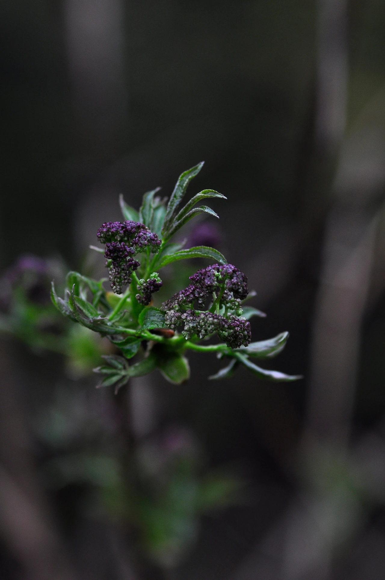 딱총나무 (4).JPG