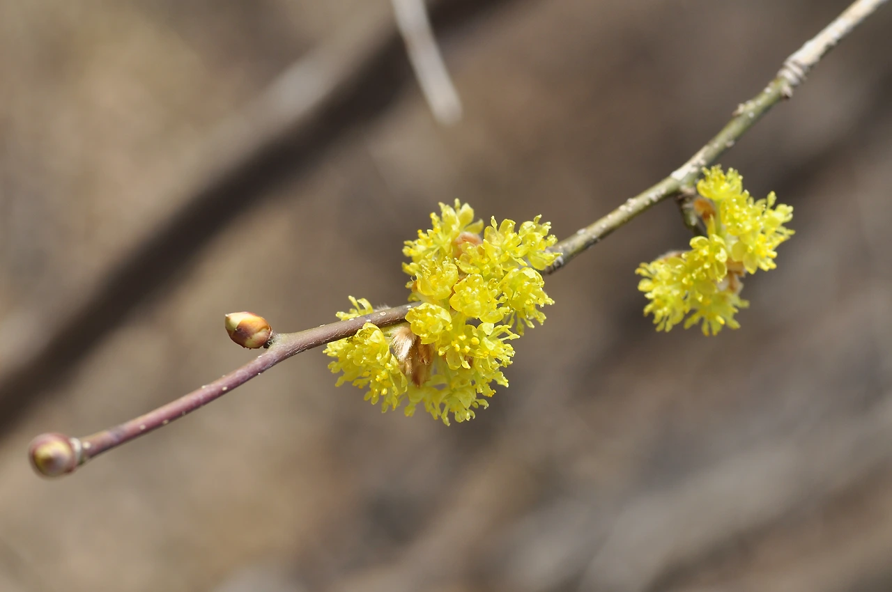 생강나무 (2).JPG