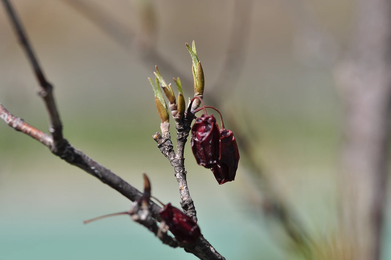 산수유_잎 (4).JPG