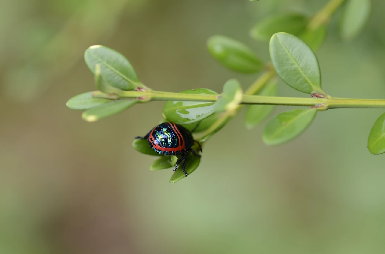 큰광대노린재 (3).JPG