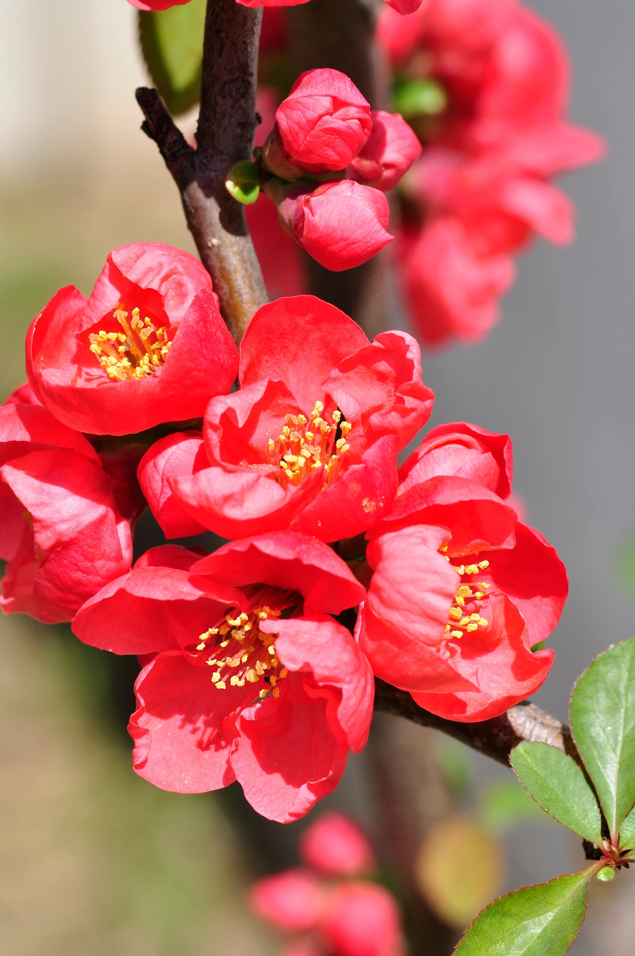 명자나무 (2).JPG