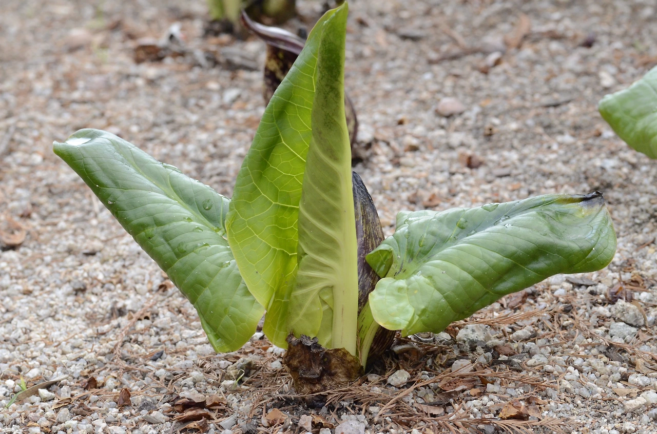 앉은부채 (3).JPG