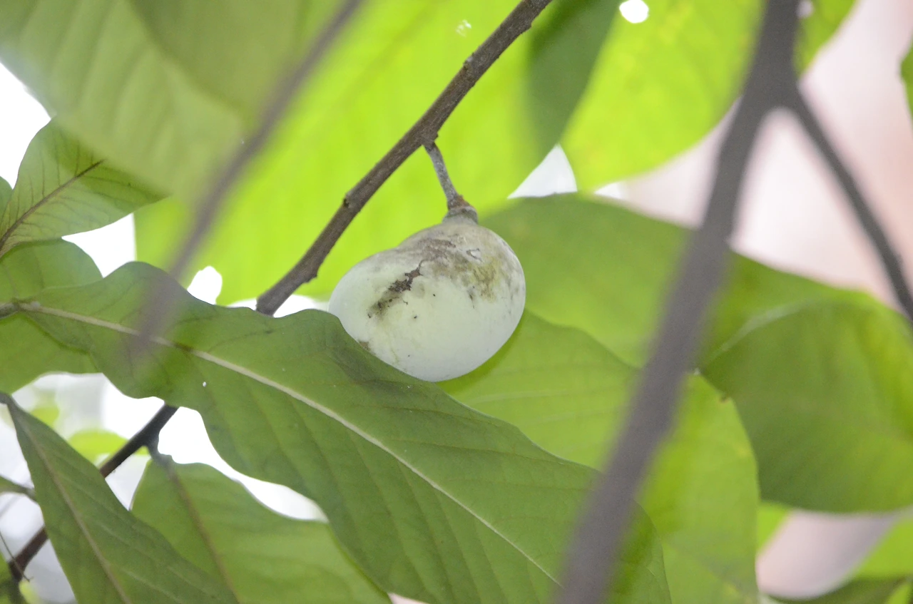 뽀뽀나무열매 (2).JPG