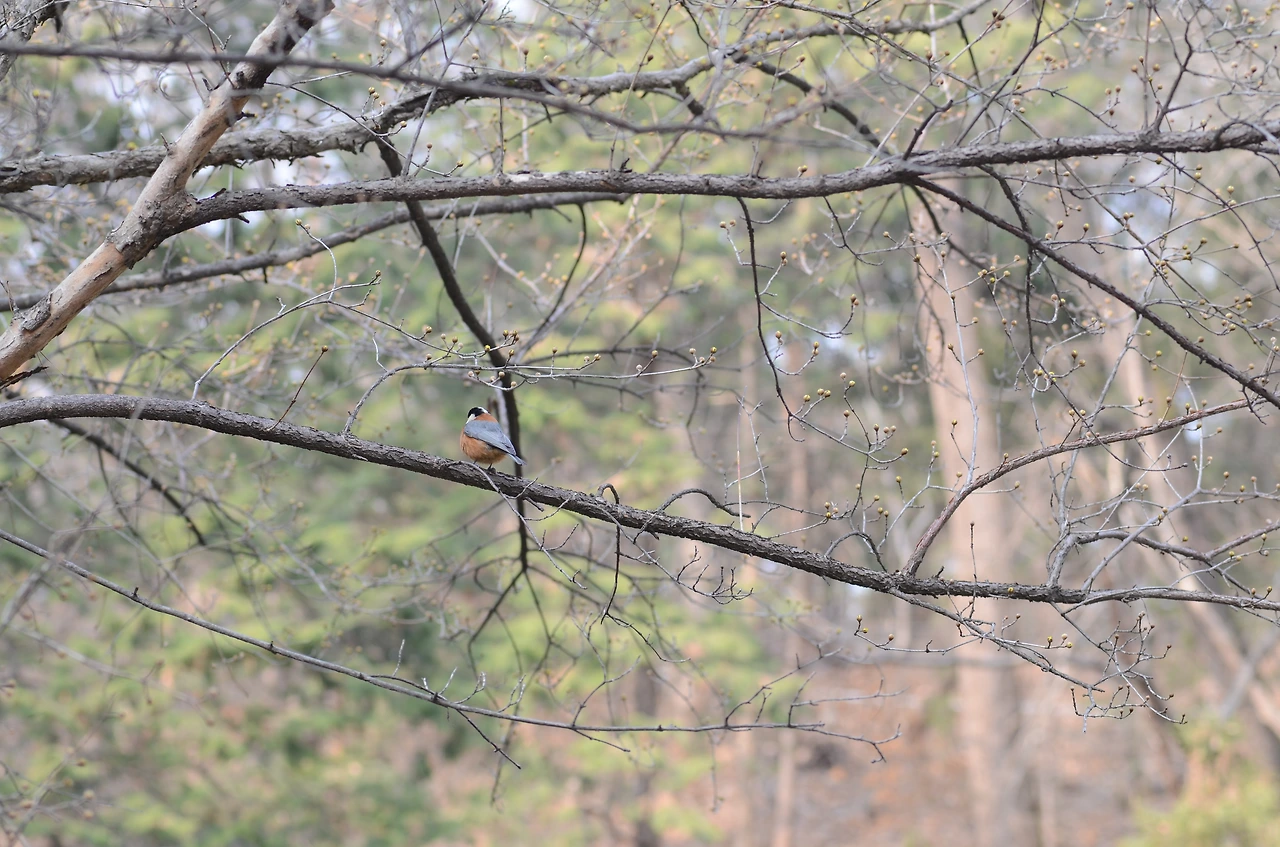 곤줄박이 (2).JPG