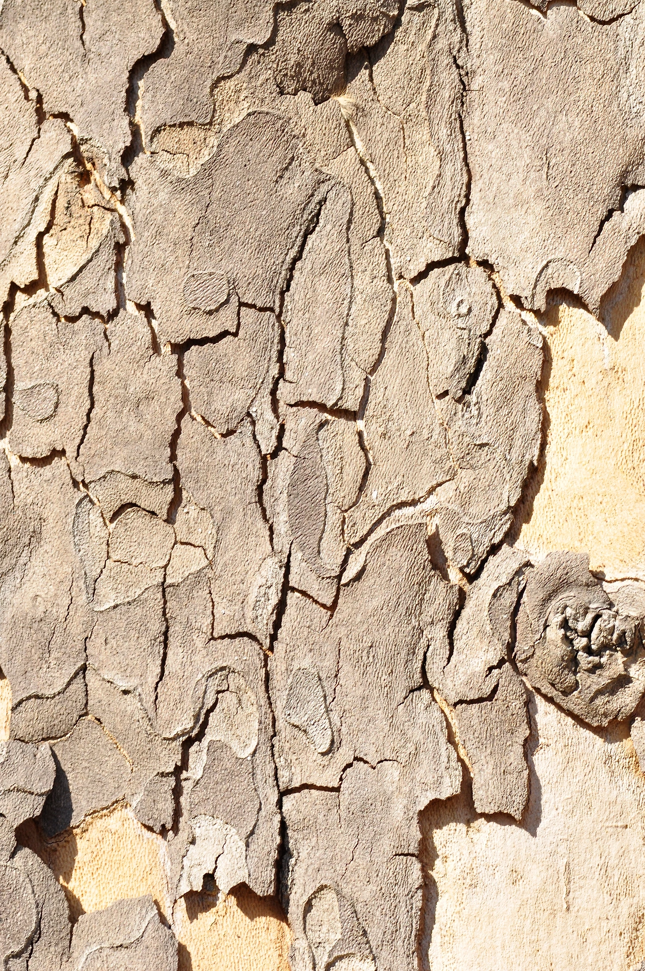 양버즘나무 (2).JPG