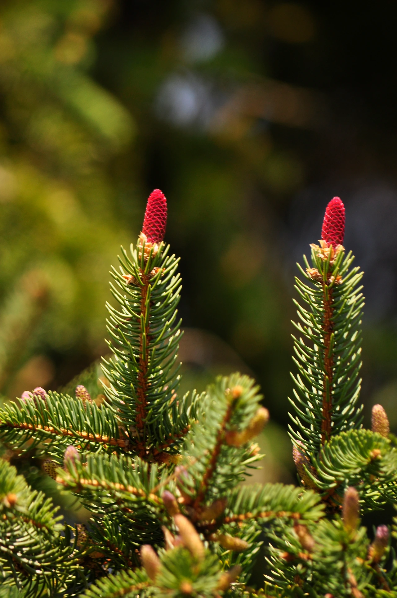 종비나무 (7).JPG