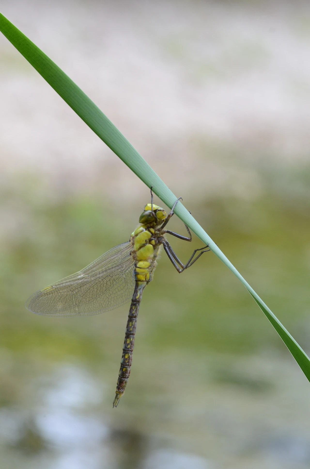 먹줄왕잠자리 (24).JPG