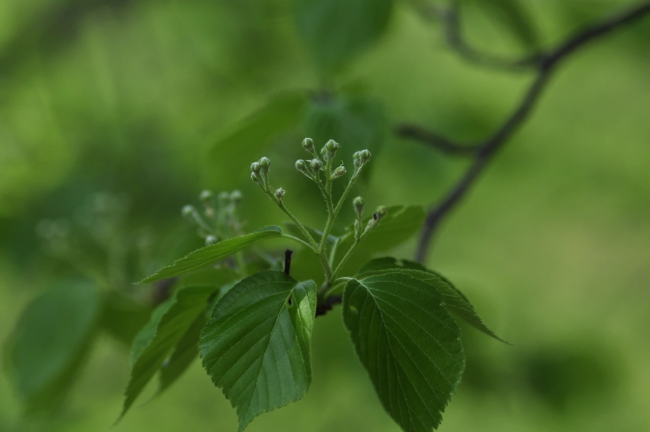 팥배나무 (2).JPG