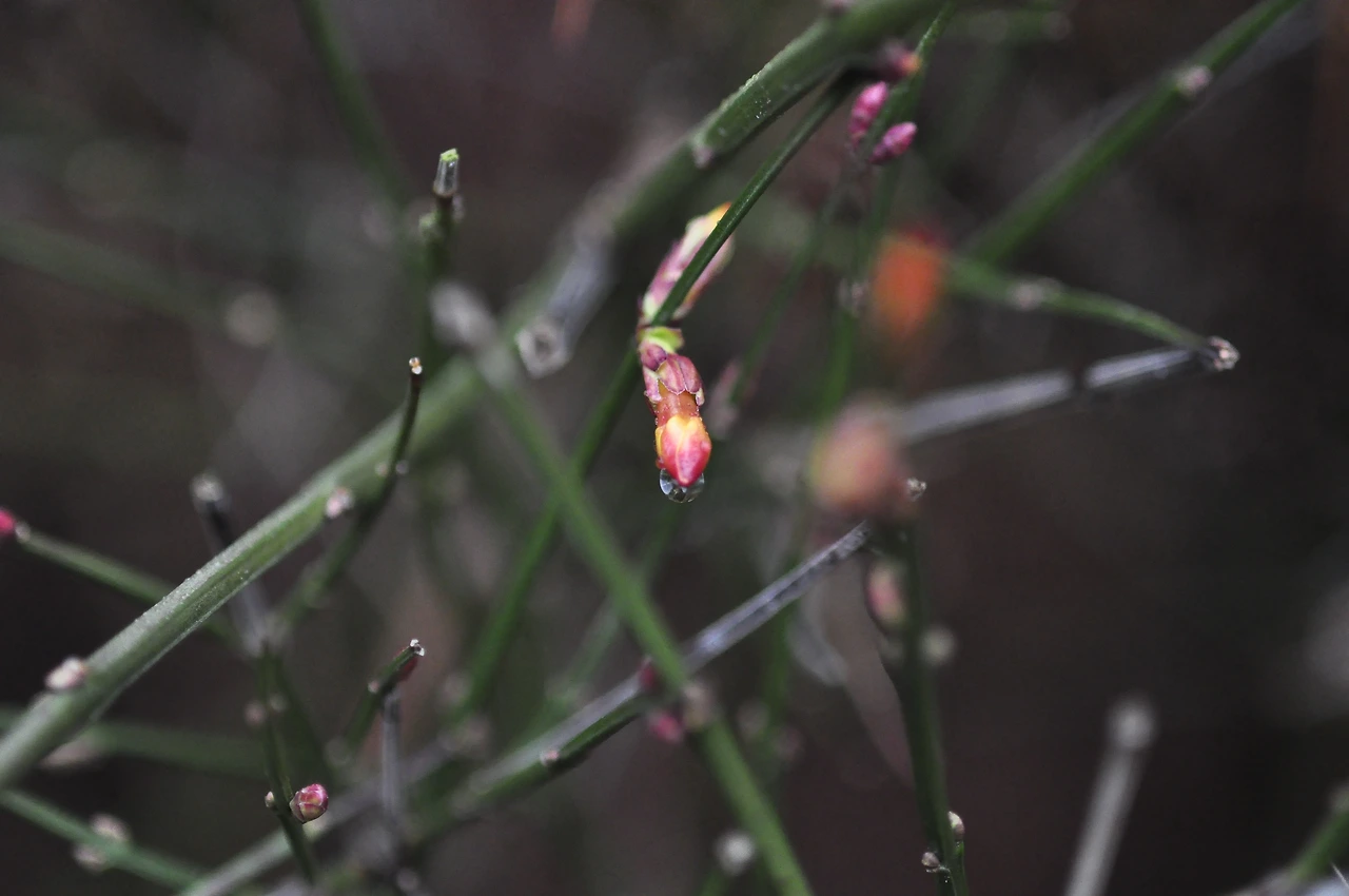 황매화_겨울눈 (2).JPG